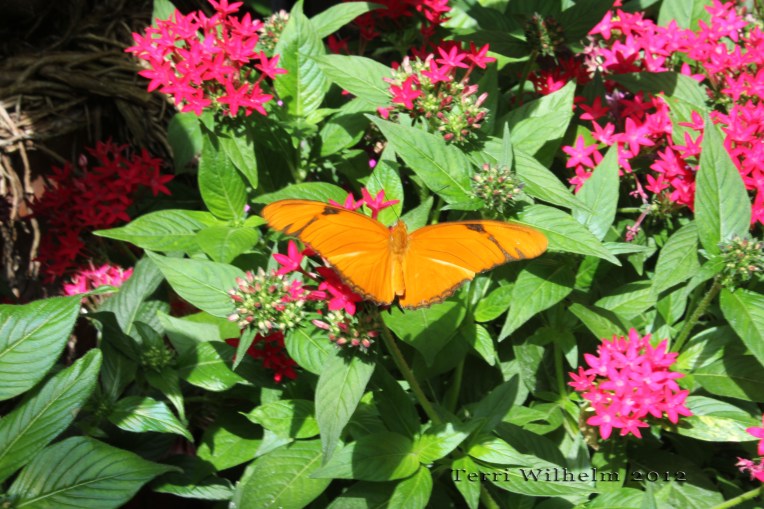 A Field Trip to the Butterfly Exhibit Terri's Notebook